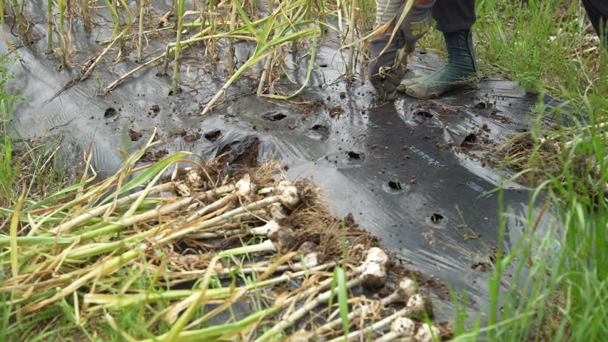 Image of harvesting garlic in the field