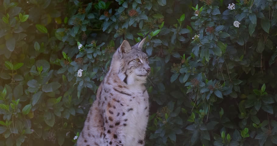 beautiful lynx on the wood