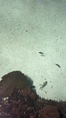 A shark swims past small fish in National Aquarium Baltimore tank