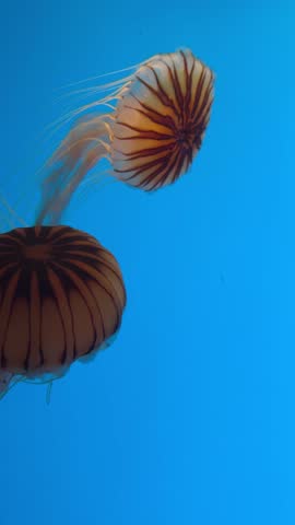 Jellyfish swim gracefully in blue water at National Aquarium Baltimore