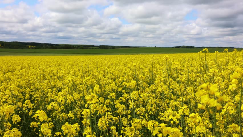 Aerial beautiful view of yellow flowering canola on spring day. Rural scene of bright rapeseed field. Agricultural industry of rapeseed oil. Beautiful landscape. Shot handheld. 4k footage