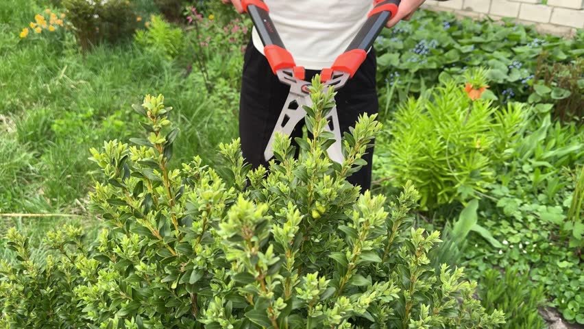 Boxwood pruning with garden shears. A woman trims a dense green boxwood shrub using long-handled hedge clippers
