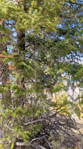 Hermitage Point reveals Grand Teton peaks over lake in autumn
