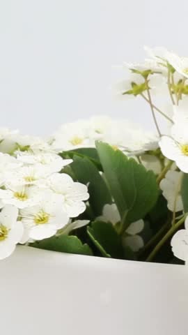 Delicate white flowers with a yellow core slowly spin on a white background. A bouquet of white wild flowers rotates in a vase. Macro photography. Close-up.