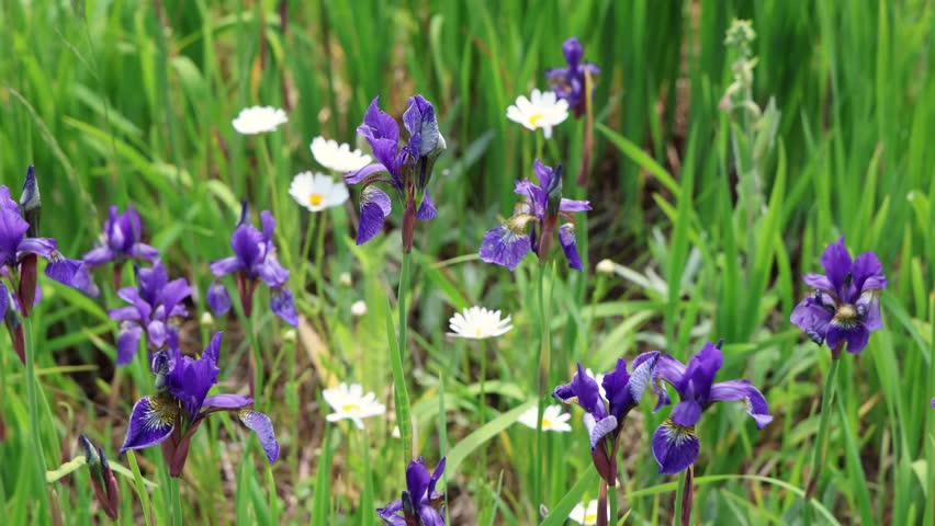 Delicate purple irises and pristine white daisies gently moving in lush green meadow under warm sunlight, showcasing vibrant natural beauty and gentle wind motion