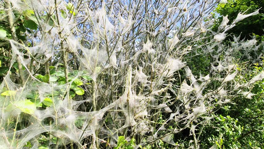 Dense white silken nests of oak processionary moth caterpillars completely enveloping tree branches, revealing destructive ecological impact during spring or summer season