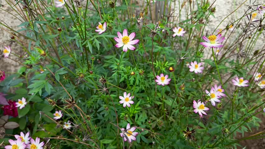 Cosmos or more commonly known as the kenikir flower.