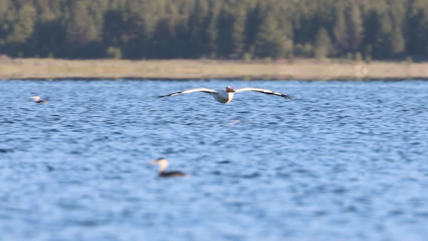 Slow motion of an American white pelican (Pelecanus erythrorhynchos) flying low over Eagle Lake in Lassen County, California, with wings spread wide above calm water.