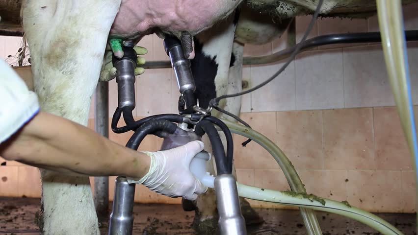 Close-up shot of hands attaching milking machine suction cups to a cow’s udder in a milking room. Milk starts flowing instantly through hoses, showcasing modern dairy automation in milk extraction.