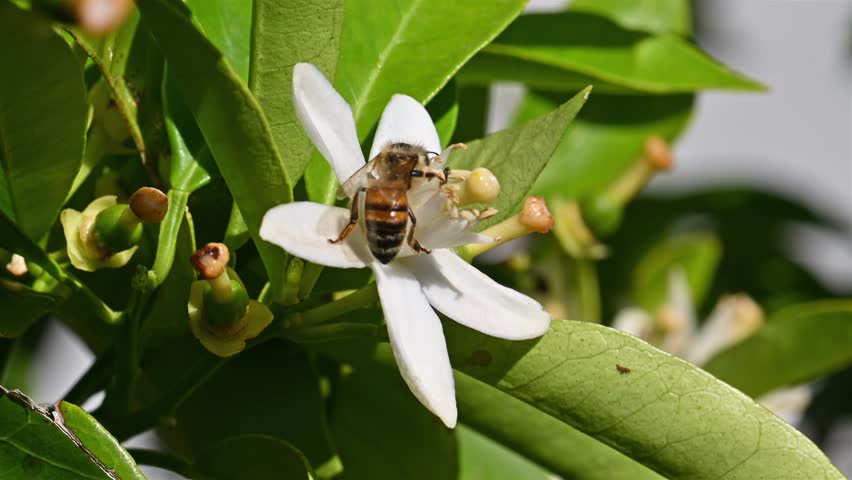 Close-up of a bee collecting pollen from white orange blossoms in spring. Biological agriculture. Environmental protection and biodiversity. Footage.