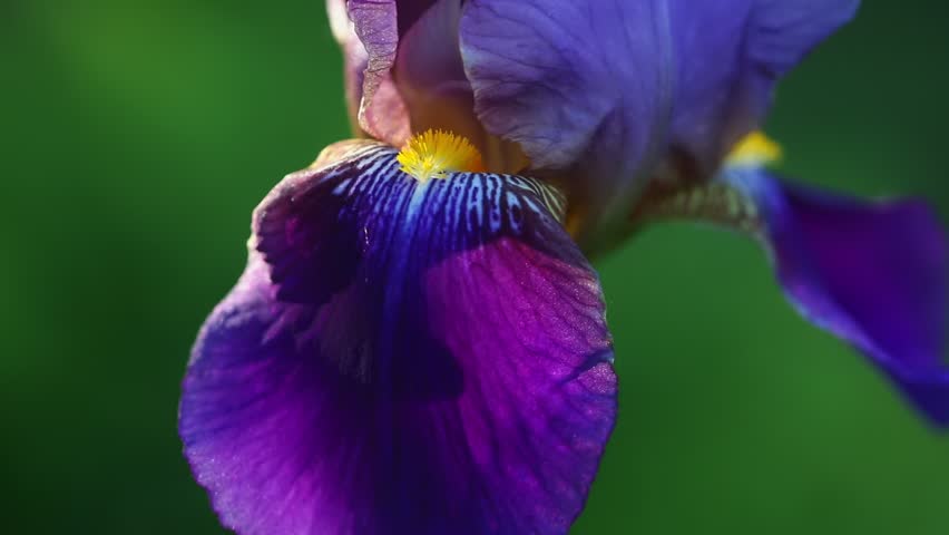 Macro video a vibrant purple iris flower petal with intricate vein details and a bright yellow center against a blurred green background in the beautiful evening light, swaying in the wind