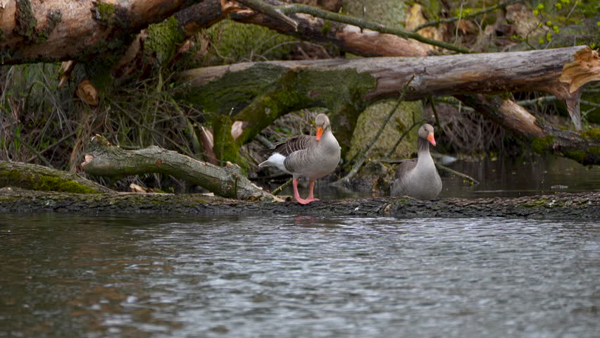 two geese on fallen trees near the water