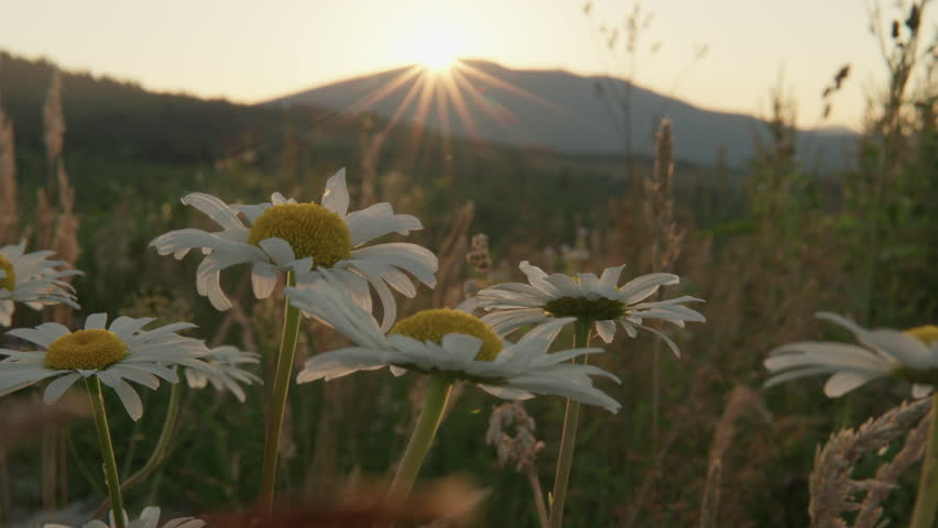 A breathtaking sunrise rises behind majestic mountains, casting warm light on a vibrant field of blooming daisies, embodying natures tranquility during the cherished morning hours