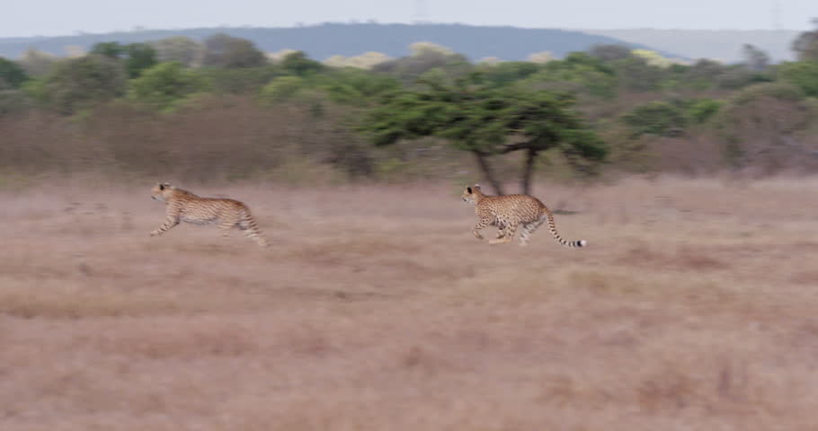Wide follow shot of two cheetahs (Acinonyx jubatus) running while on the hunt for warthog during morning at the kenyan savanna