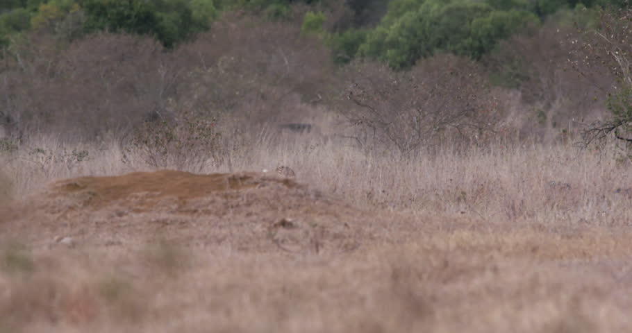 Wide tracking shot of a pair of cheetahs (Acinonyx jubatus) chaotic hunt of warthogs as they run around a plain in kenya at sunrise