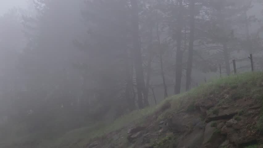 Dense fog envelops a tranquil mountain forest, creating a mysterious and atmospheric scene
