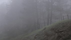 Dense fog envelops a tranquil mountain forest, creating a mysterious and atmospheric scene - Powered by Shutterstock - Get 15% off with code: PIKWIZARD15