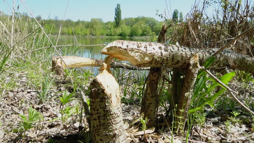 A tree gnawed and felled by beavers near the river