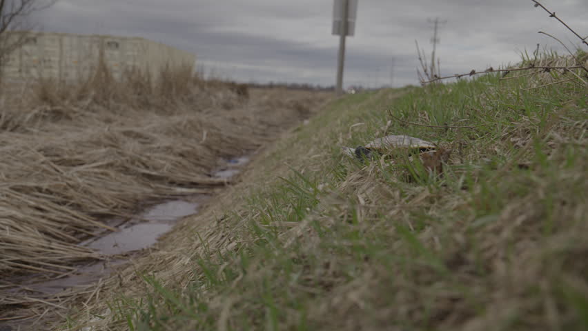 Turtle crawling towards a creek