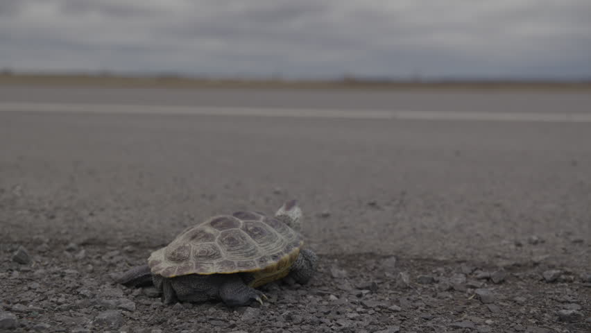 Turtle crossing the road dangerous traffic