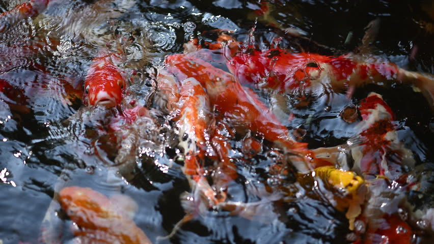 Koi fish swimming in a dark pond with movement as the colorful koi glide just below the surface is animal live nature concept.