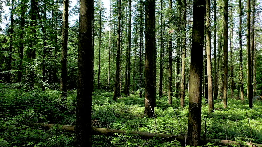Drone glides through sunlit forest near Teufelsschlucht, weaving between tall trees and casting dancing shadows over lush green undergrowth.