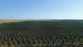 Aerial View of Extensive Evergreen Tree Plantation, Agricultural Field - Powered by Shutterstock - Get 15% off with code: PIKWIZARD15