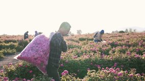 Rose harvest. A man picks roses during the rose harvest at the cosmetics production facility and oil - Powered by Shutterstock - Get 15% off with code: PIKWIZARD15