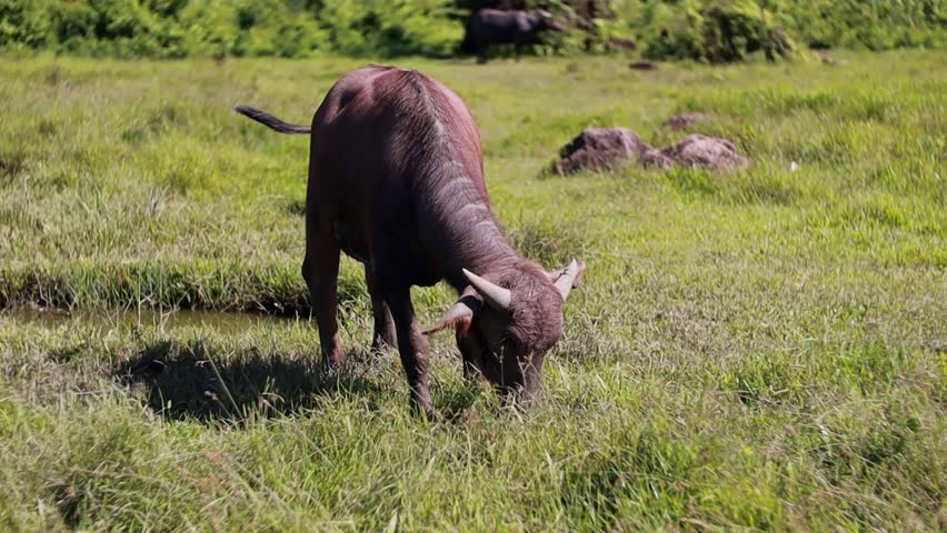 Brown Buffalo Grazing in Green Grass Field Under Bright Sunlight in Tropical Countryside Landscape with Natural Environment