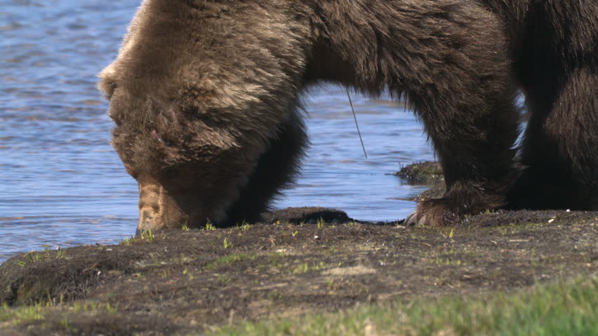 A close-up of the bear can be seen entering the lake and drinking the water.