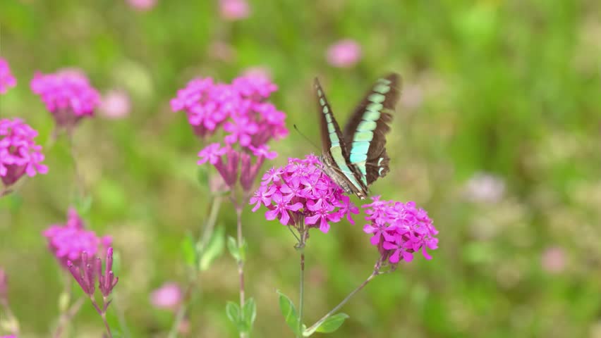 Pink flowers of the Dianthus nigricans and a flying bluebottle
