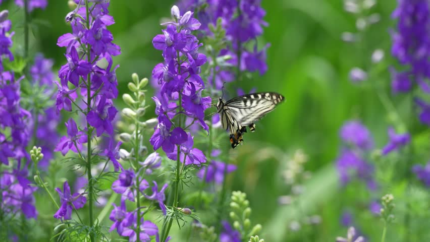Delphinium flowers and a flying swallowtail butterfly