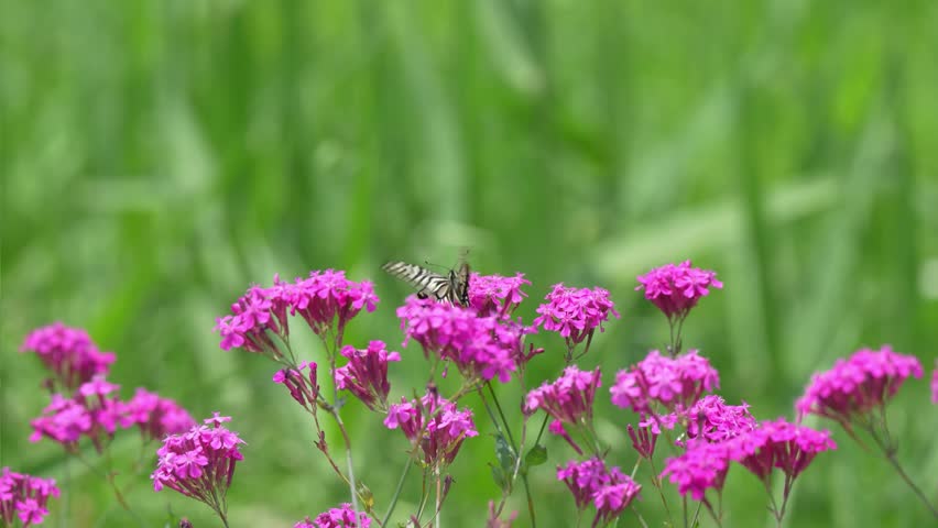 Pink flowers of the Dianthus arvensis and a flying swallowtail butterfly
