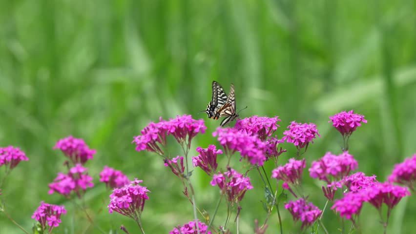 Pink flowers of the Dianthus arvensis and a flying swallowtail butterfly