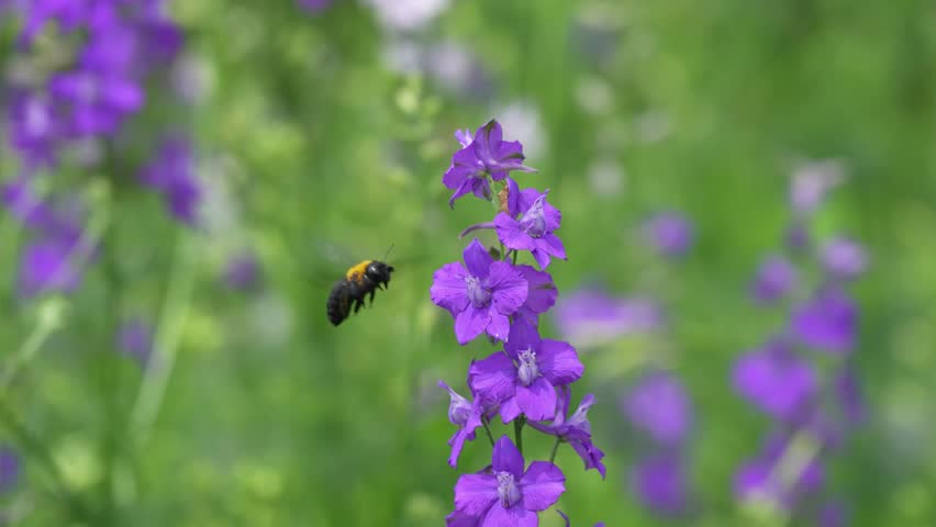 Delphinium flowers and a cluster of carpenter bees