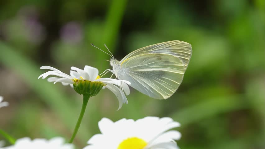 White North Pole flowers and white butterflies swaying in the wind