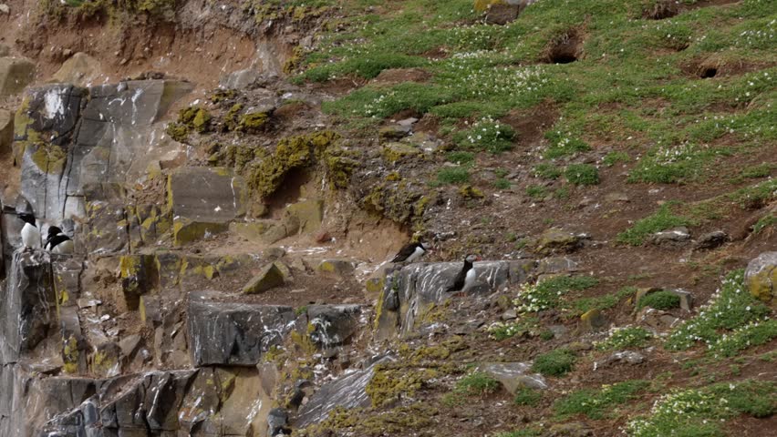 Tracking shot of puffins on the Isle of May during the breeding season