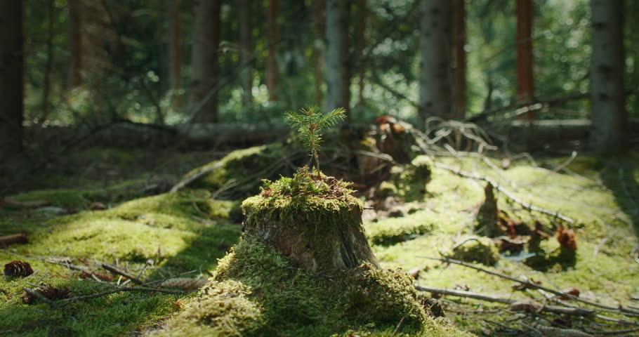 Small spruce sapling growing atop a mossy tree stump in sunlit forest clearing