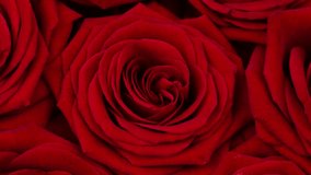 Red rose flowers circle rotation close up - Powered by Shutterstock - Get 15% off with code: PIKWIZARD15
