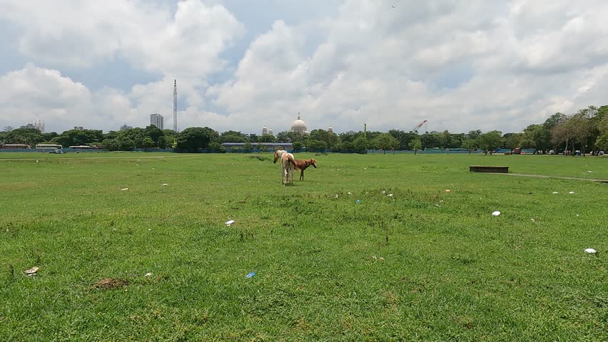 Kolkata West Bengal India. Two horses gazing at Kolkata Maidan. In the backdrop Victoria Memorial 