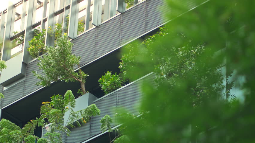 B roll Close-up of green tree with modern building in background – eco-friendly, sustainable architecture, green design and carbon dioxide reduction concept for urban environment