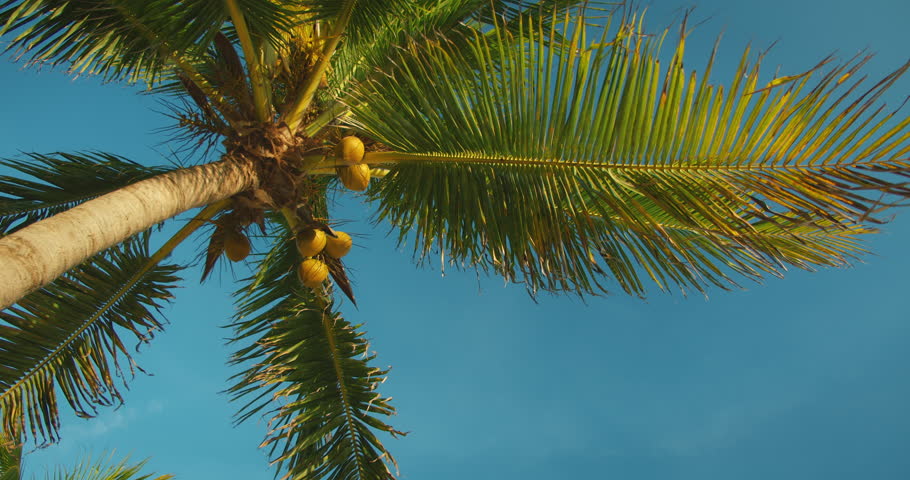 Coconut palm tree with clusters of ripe coconuts under clear blue tropical sky