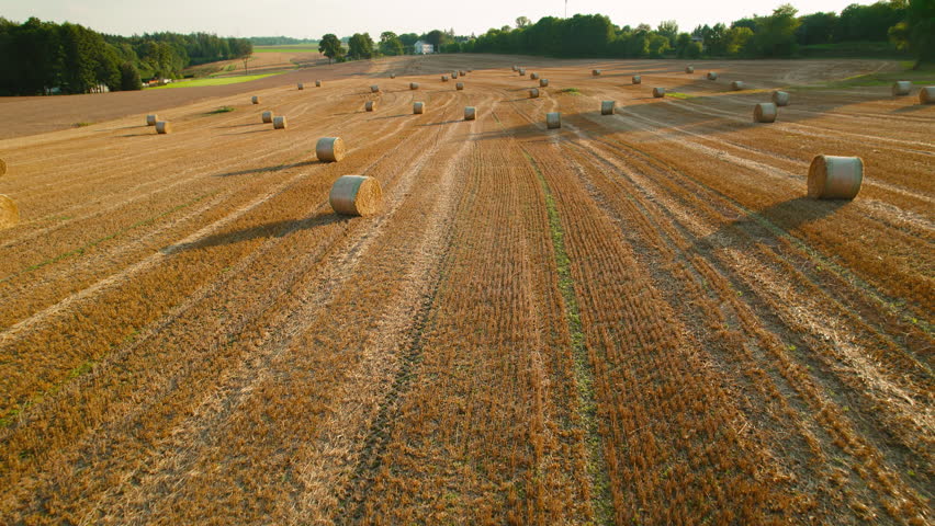 Close-up of harvested field showing the texture of hay bales and the neat rows in the late afternoon sunlight.