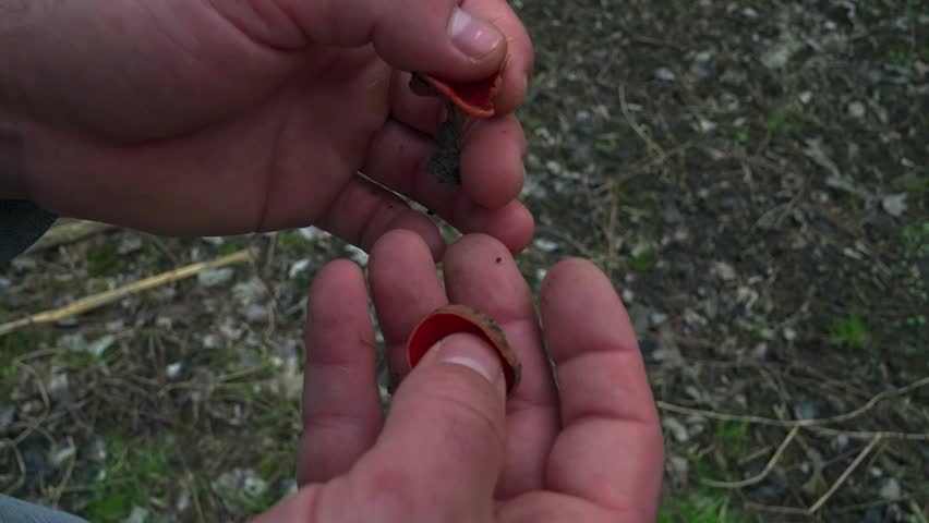 Close-up of a hand holding three vibrant scarlet elf cup fungi over a blurred, earthy background. Ideal for nature and mycology content.