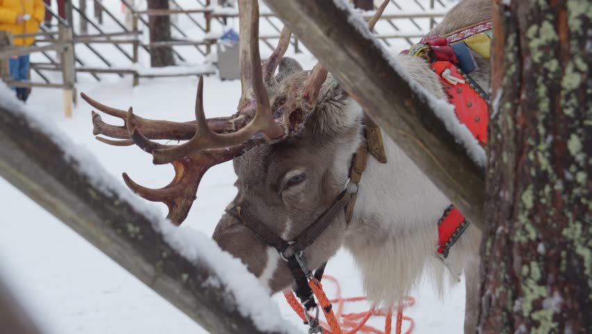 Reindeers At Santa Claus Village Amusement Park In Rovaniemi, Finland. Close-up Shot