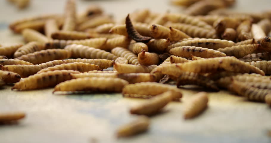 Macro view of rotating dried mealworms and maggots demonstrating protein-rich nutrition for athletes and nutritionists