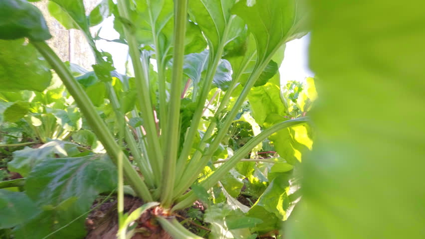 Warm-toned sugar beet field photographed during golden hour with low-angle perspective through leafy vegetation
