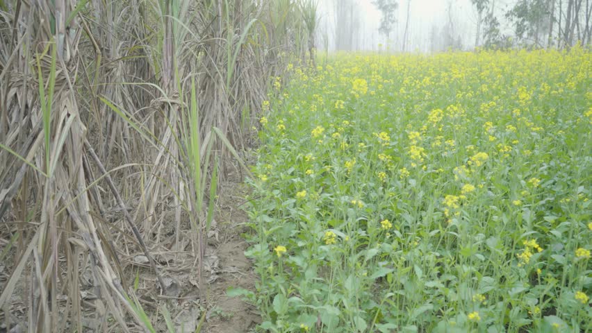 The Beauty of Mustard Blooms in Full Glory