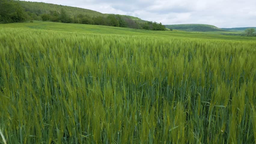 Close-up view of a lush green wheat field with hills and forest in the background under a cloudy sky. Vibrant rural landscape in spring or early summer