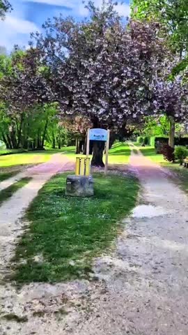 green tree and sky and sunset and sunrise 